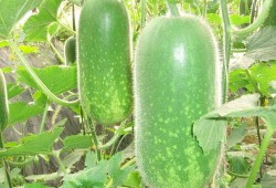 最新七夕吃瓜爆料图片高清,高清揭秘明星情侣甜蜜瞬间